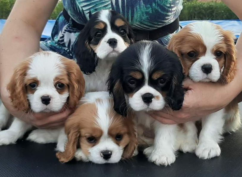 Des Bosquets D'ouville - Cavalier King Charles Spaniel - Portée née le 28/06/2019