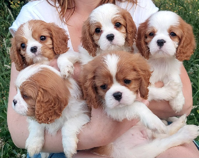 Des Bosquets D'ouville - Cavalier King Charles Spaniel - Portée née le 04/05/2023